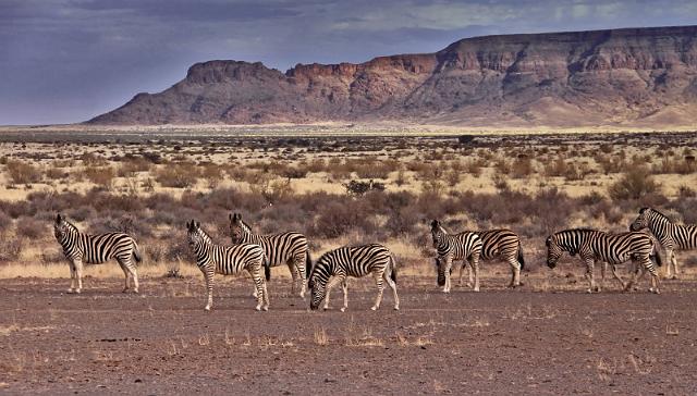 033 Fish River Canyon, zebra's.JPG